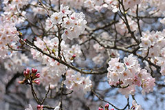 桜が満開の八百津小学校